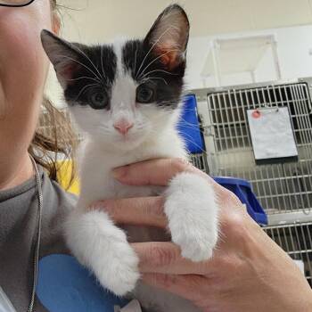 Ox -  Domestic Short Hair Cat for Adoption in Walker, Michigan - Ox | PetCurious