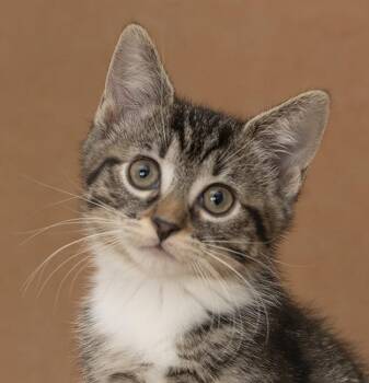 Trinity -  Domestic Short Hair Cat for Adoption in Chicago, Illinois - Trinity | PetCurious