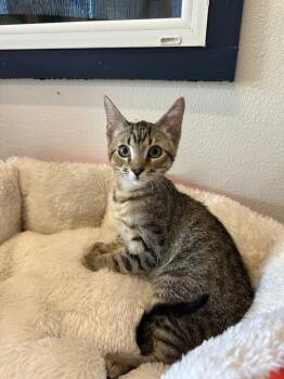 Nora -  Tabby Cat for Adoption in Newberg, Oregon - Nora | PetCurious