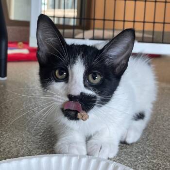 Ketanji Brown Jackson -  Domestic Short Hair Cat for Adoption in Chicago, Illinois - Ketanji Brown Jackson | PetCurious