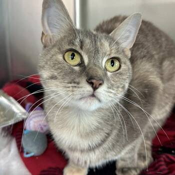 Bebe -  Domestic Short Hair Cat for Adoption in Matteson, Illinois - Bebe | PetCurious