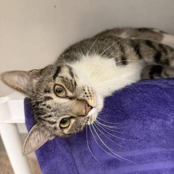 Rotini -  Domestic Short Hair Cat for Adoption in Colorado Springs, Colorado - Rotini | PetCurious