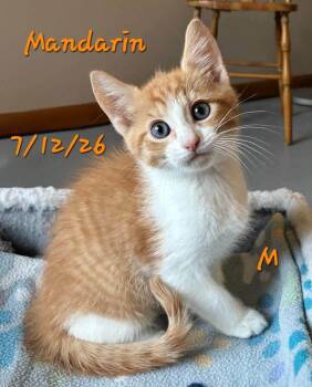 Mandarin -  Domestic Short Hair Cat for Adoption in Gouverneur, New York - Mandarin | PetCurious