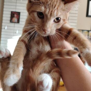 Ogdoad -  Domestic Short Hair Cat for Adoption in Grantsville, Utah - Ogdoad | PetCurious
