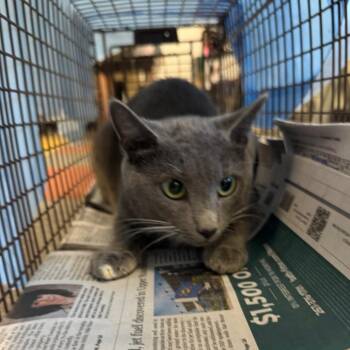 Diamond -  Domestic Short Hair Cat for Adoption in Philadelphia, Pennsylvania - Diamond | PetCurious