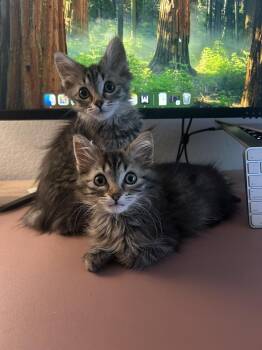 DRIFT -  Domestic Short Hair Cat for Adoption in Broomfield, Colorado - DRIFT | PetCurious