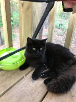 Domestic Long Hair Cats Available for Adoption in Roanoke, Alabama - Merle | PetCurious