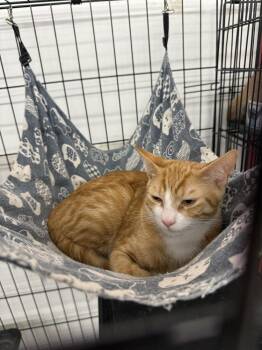 Crush -  Domestic Short Hair Cat for Adoption in Scranton, Pennsylvania - Crush | PetCurious
