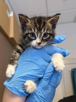 Harriet -  Domestic Short Hair Cat for Adoption in Fishers, Indiana - Harriet | PetCurious