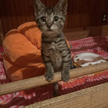 Olivia -  American Shorthair Cat for Adoption in Ashland, Ohio - Olivia | PetCurious