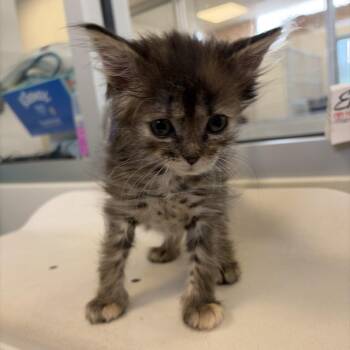 Buttercup (26-2H-1) -  Domestic Medium Hair Cat for Adoption in Rifle, Colorado - Buttercup (26-2H-1) | PetCurious