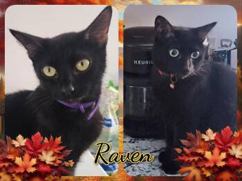 Rescue Domestic Short Hair Cats for Adoption in Corinth, New York - Raven | PetCurious