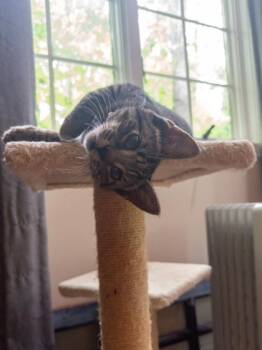 Wednesday -  Domestic Short Hair Cat for Adoption in East Amwell Township, New Jersey - Wednesday | PetCurious