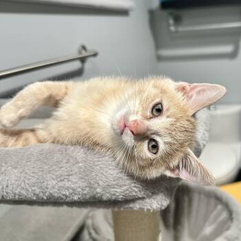 Taiko -  Domestic Short Hair Cat for Adoption in Pontiac, Michigan - Taiko | PetCurious