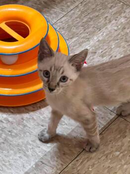 Darling White -  Domestic Short Hair and Siamese Cat for Adoption in Chandler, Arizona - Darling White | PetCurious