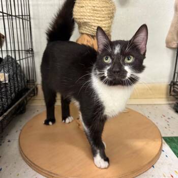 Ivy -  Domestic Short Hair Cat for Adoption in Buffalo, New York - Ivy | PetCurious