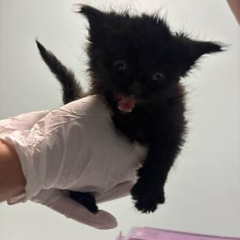Dabba -  Domestic Medium Hair Cat for Adoption in Mooresville, North Carolina - Dabba | PetCurious