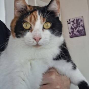 Chevelle -  Domestic Short Hair Cat Available for Adoption in West Palm Beach, Florida - Chevelle | PetCurious