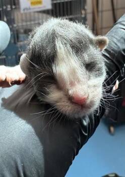 Domestic Short Hair Cats Available for Adoption - 60636937 | PetCurious