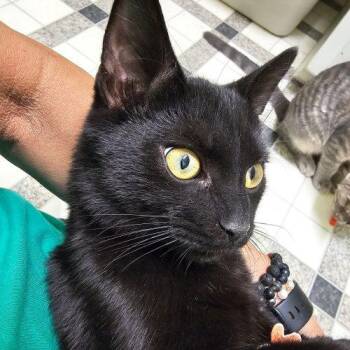 Woody 5900C -  Domestic Short Hair Cat for Adoption in Frankfort, Kentucky - Woody 5900C | PetCurious