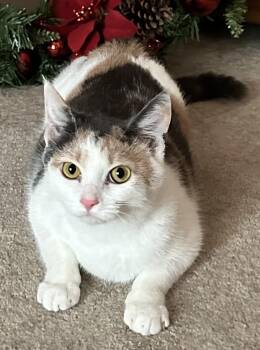 Rescue Domestic Short Hair Cats for Adoption in Boiling Springs, Pennsylvania - Huey | PetCurious