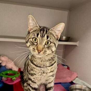 Tabby and Domestic Short Hair Cats Available for Adoption in Red Bluff, California - *Clyde | PetCurious