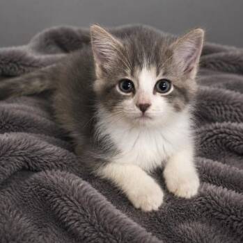 Claira -  Tabby and Domestic Short Hair Cat for Adoption in Andover, Minnesota - Claira | PetCurious
