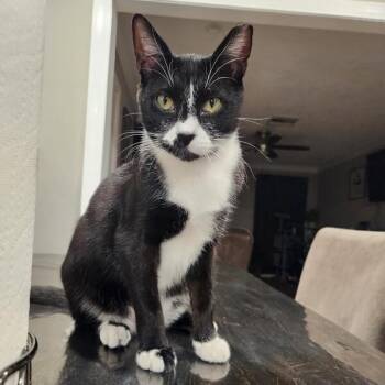 Cookies and Cream -  Tuxedo and Domestic Short Hair Cat for Adoption in Friendswood, Texas - Cookies And Cream | PetCurious
