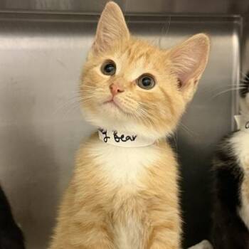 Honey Bear -  Domestic Short Hair Cat for Adoption in Richmond, Virginia - Honey Bear | PetCurious