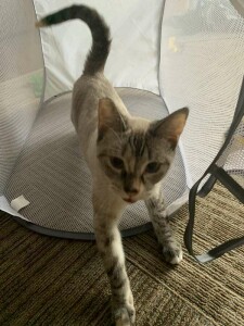 socal siamese rescue