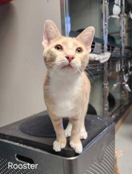 Rescue Domestic Short Hair Cats for Adoption in Phoenix, Arizona - Rooster | PetCurious