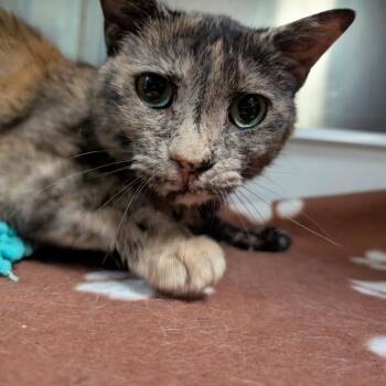 Domestic Short Hair Cats Available for Adoption in Titusville, Florida - Fallon | PetCurious