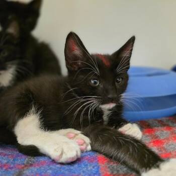 Domestic Short Hair Cats Available for Adoption in Phoenix, Arizona - Yarn | PetCurious