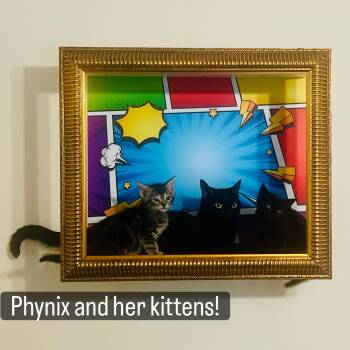Bombay Cats Available for Adoption in Los Angeles, California - Spark | PetCurious