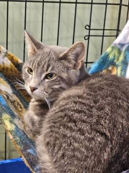 Kobie -  Domestic Short Hair Cat for Adoption in St. Cloud, Minnesota - Kobie | PetCurious