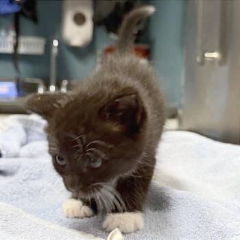 Side Salad -  Domestic Short Hair Cat for Adoption in Providence, Rhode Island - Side Salad | PetCurious