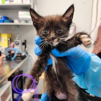 Scotia -  Domestic Short Hair Cat for Adoption in Abbotsford, British Columbia - Scotia | PetCurious