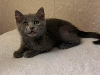 Saphire -  Domestic Short Hair Cat for Adoption in Maryville, Missouri - Saphire | PetCurious