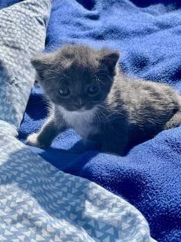 American Curl Cats Available for Adoption in Richmond, Kentucky - Champagne | PetCurious