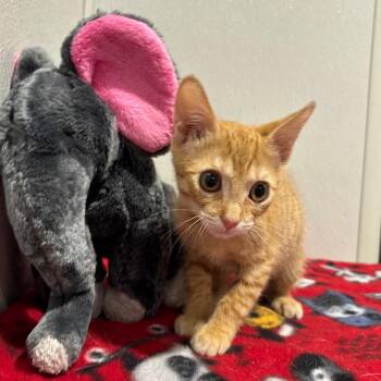 Leia -  Domestic Short Hair Cat for Adoption in Tampa, Florida - Leia | PetCurious