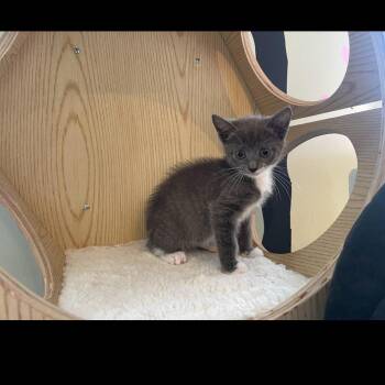 Rescue Domestic Short Hair Cats for Adoption in Brockport, New York - Hazel | PetCurious