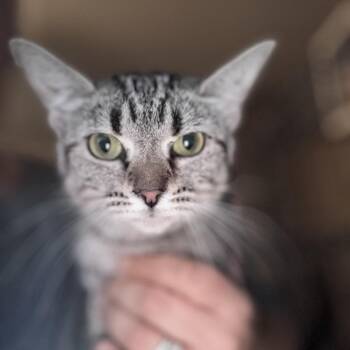Clover -  Domestic Short Hair Cat for Adoption in Inwood, West Virginia - Clover | PetCurious
