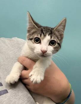 Weird Barbie -  Domestic Short Hair Cat for Adoption in New Orleans, Louisiana - Weird Barbie | PetCurious