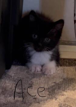 Ace -  American Shorthair Cat for Adoption in Hagaman, New York - Ace | PetCurious