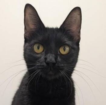 Kiwi -  Domestic Short Hair Cat for Adoption in Ithaca, New York - Kiwi | PetCurious