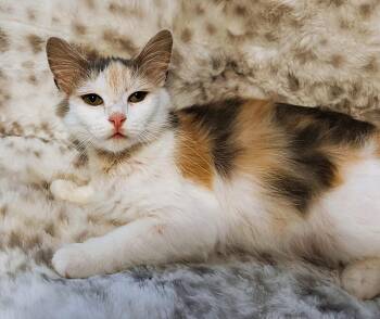 Natalie Wood -  Domestic Medium Hair Cat for Adoption in Mooresville, North Carolina - Natalie Wood | PetCurious