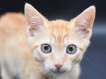Tiny -  Domestic Short Hair Cat for Adoption in Portland, Oregon - Tiny | PetCurious