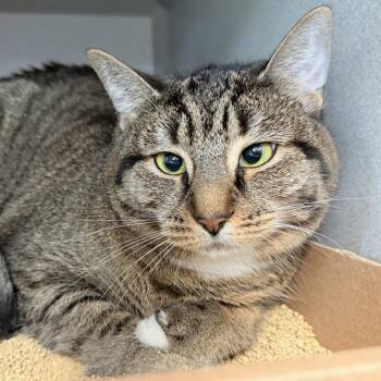 Neima -  Domestic Short Hair Cat for Adoption in Westhampton, New York - Neima | PetCurious
