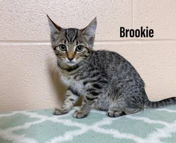 Brookie -  Domestic Short Hair Cat for Adoption in Clearfield, Kentucky - Brookie | PetCurious