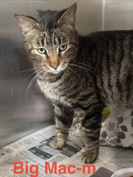 Tabby and Domestic Short Hair Cats Available for Adoption in Brookhaven, Mississippi - Big Mac 26 | PetCurious